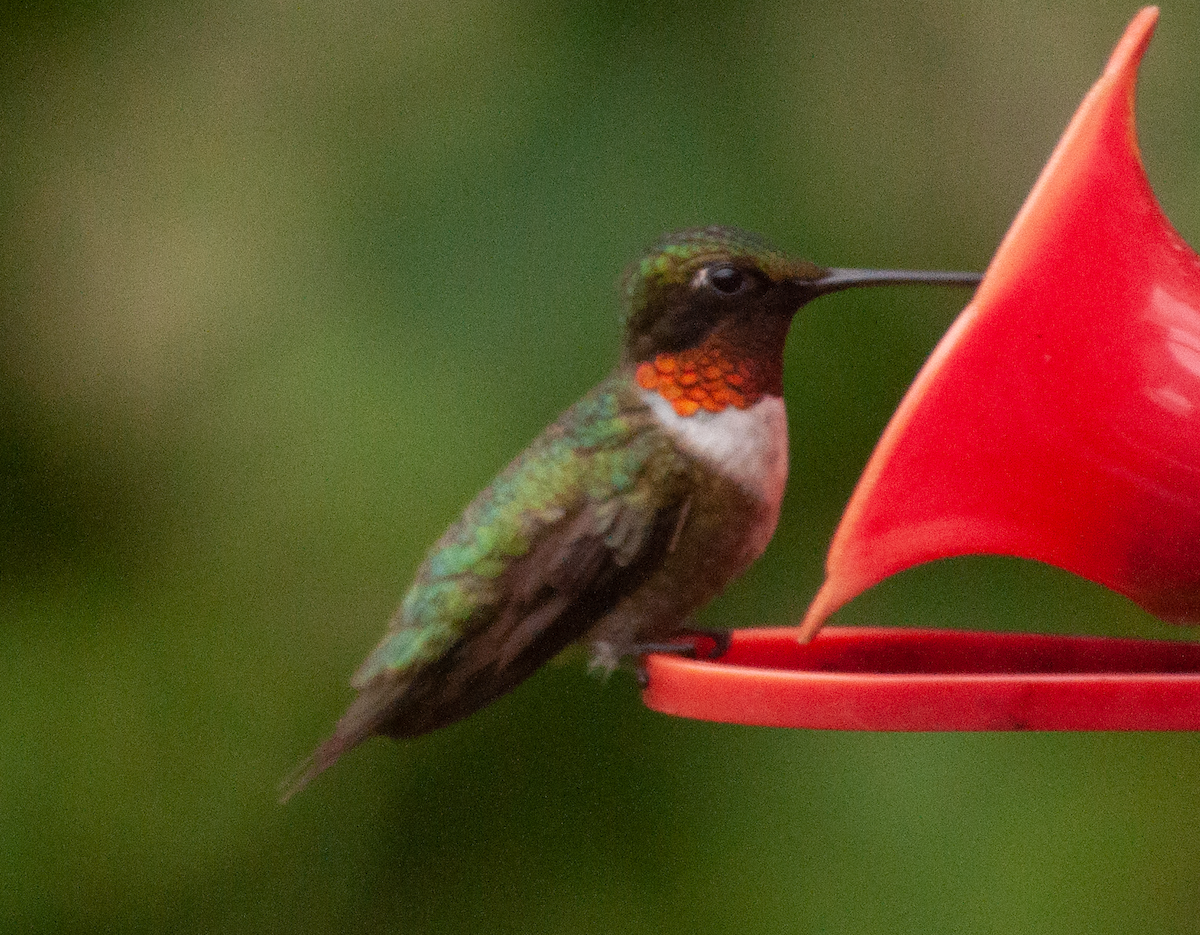 Colibri à gorge rubis - ML472409671