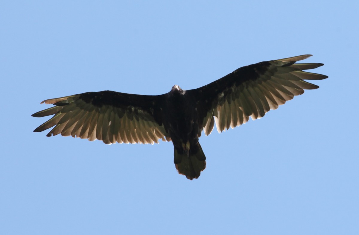 Turkey Vulture - ML472409921