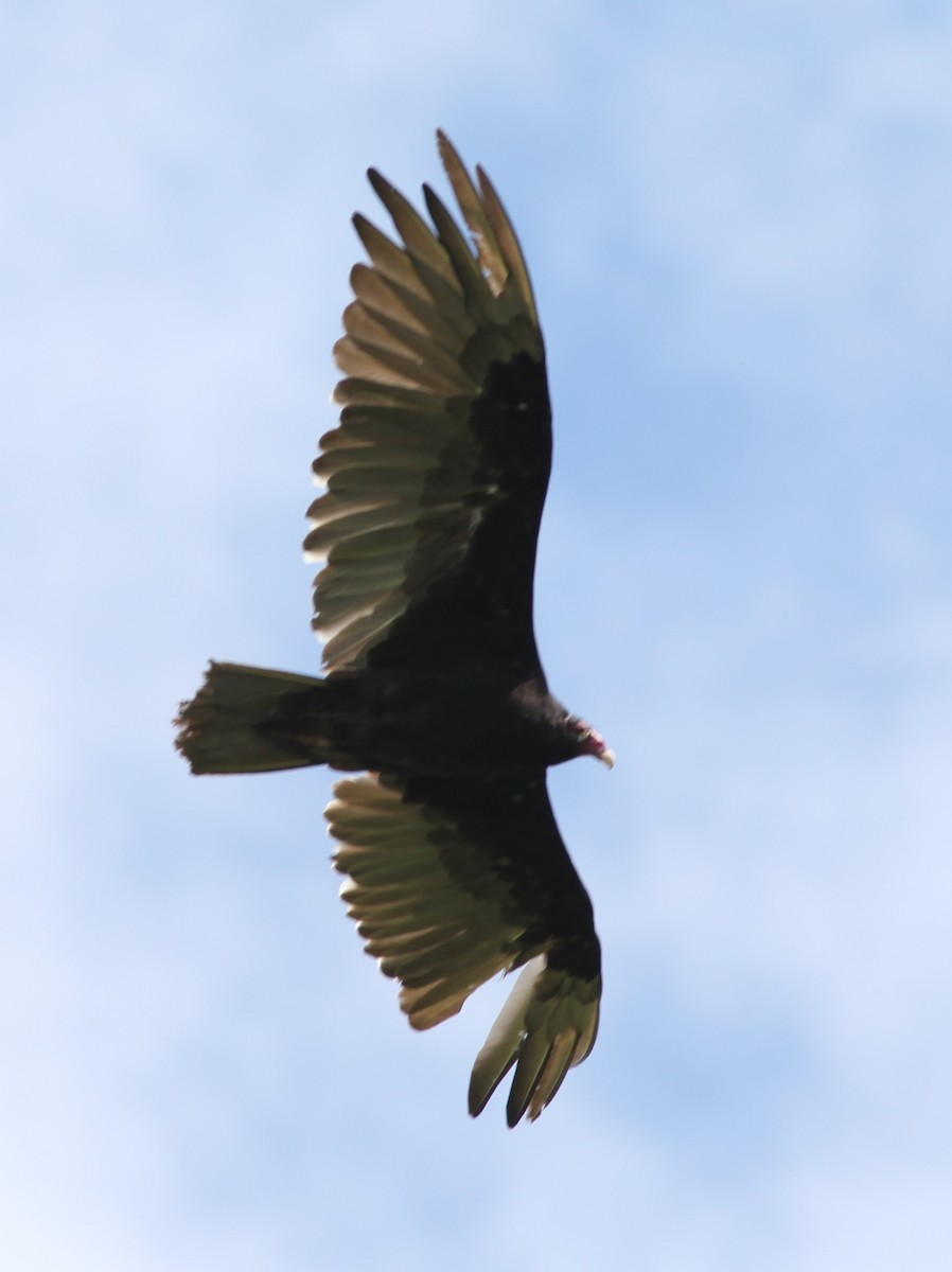 Turkey Vulture - ML472409931