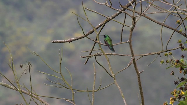 fiolørekolibri - ML472410