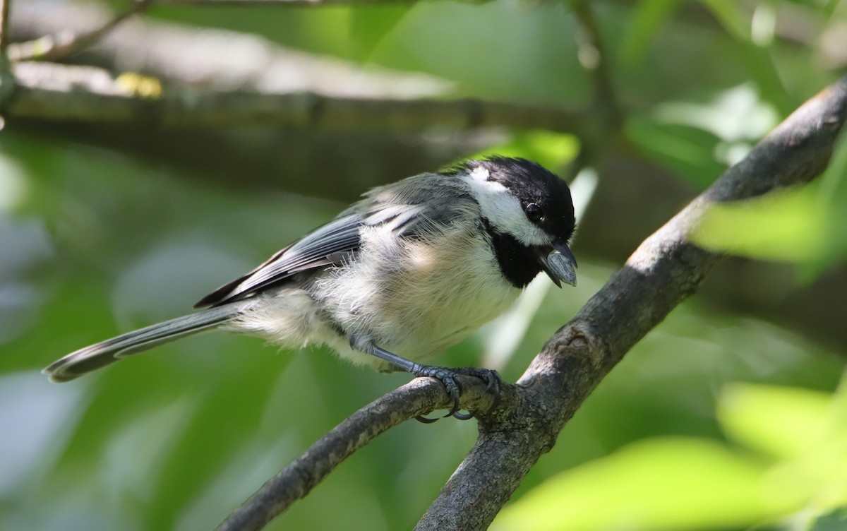 Black-capped Chickadee - ML472410481