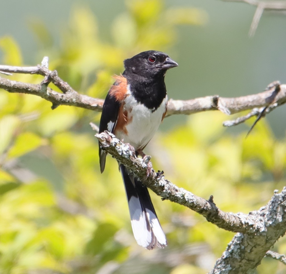 Eastern Towhee - ML472410601