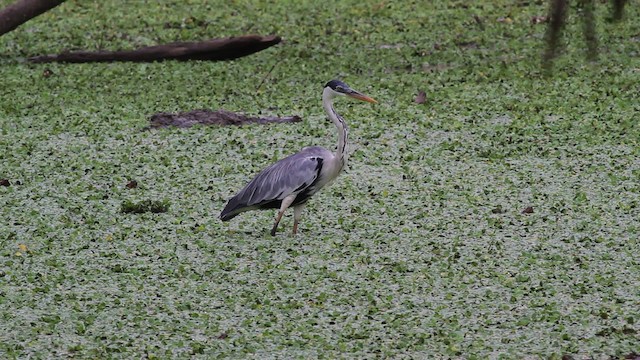 Cocoi Heron - ML472412