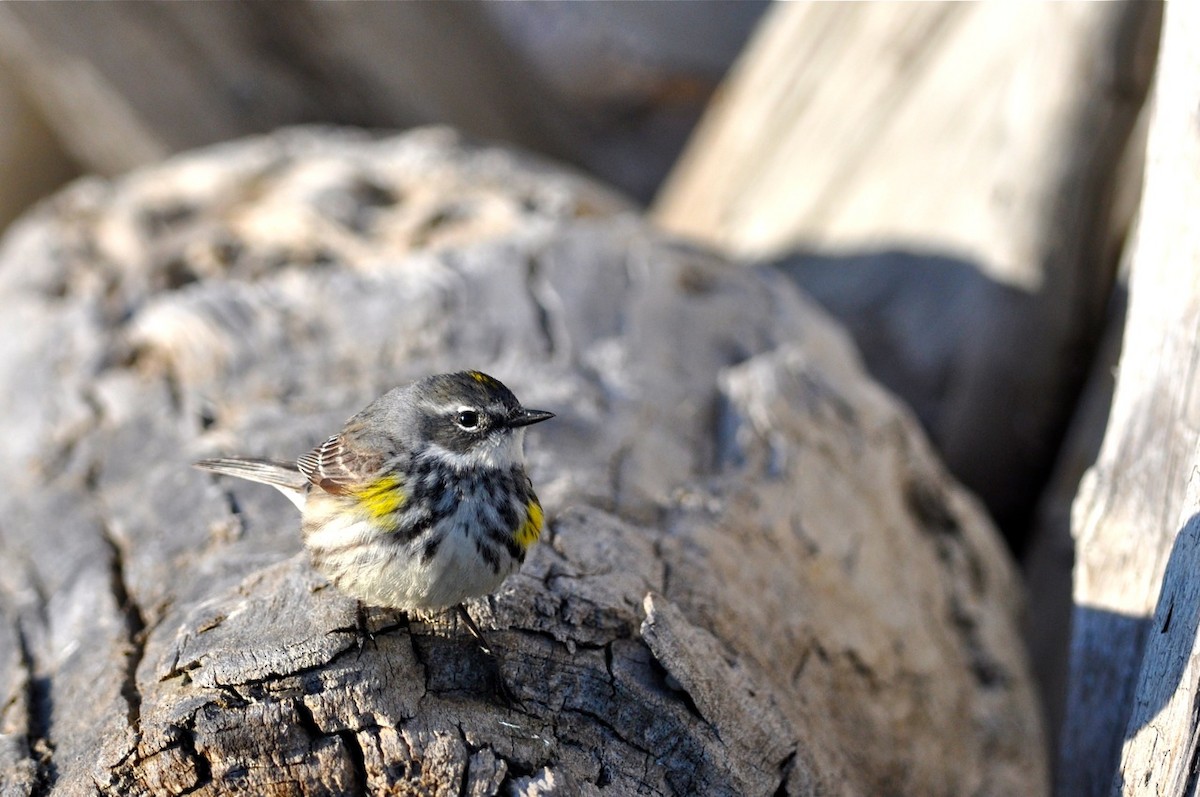 Yellow-rumped Warbler - ML47241201