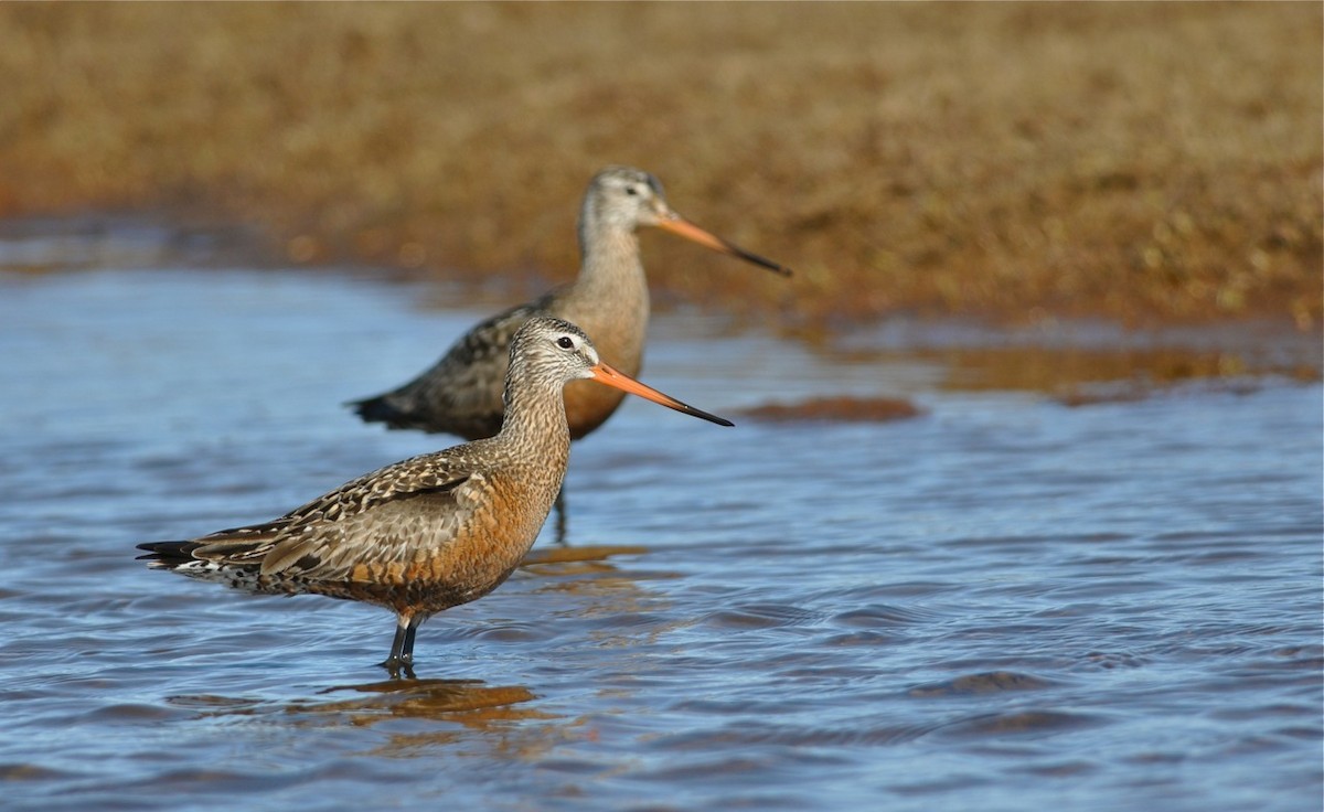 Hudsonian Godwit - ML47241271