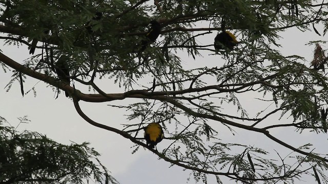 Yellow-rumped Cacique (Amazonian) - ML472413