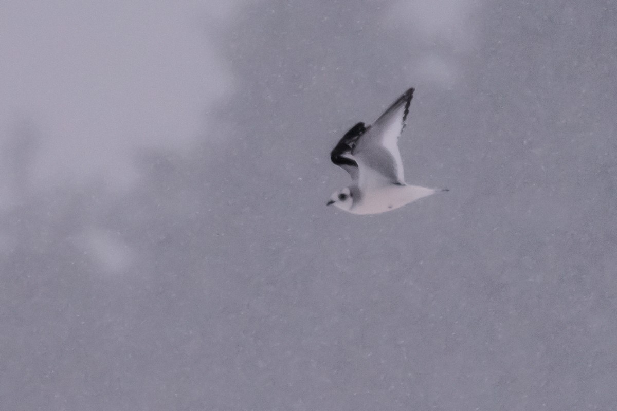 Mouette rosée - ML47241301