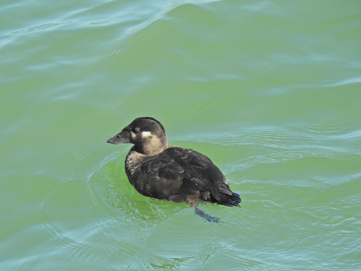 Surf Scoter - Sam Talarigo