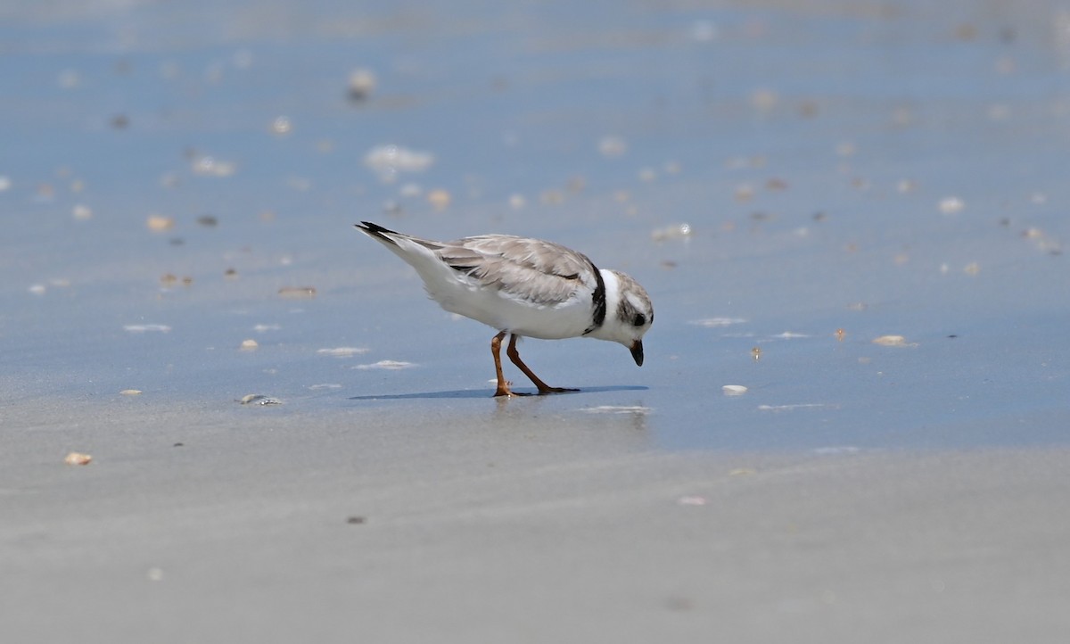 Piping Plover - ML472415681
