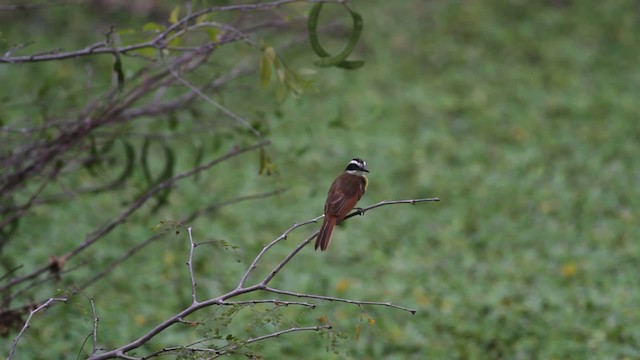 Lesser Kiskadee - ML472417