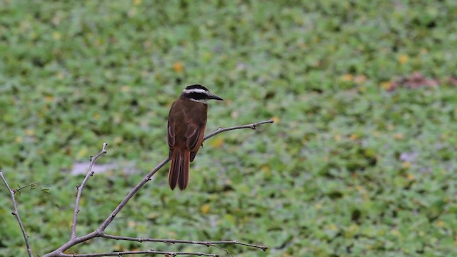 Lesser Kiskadee - ML472418