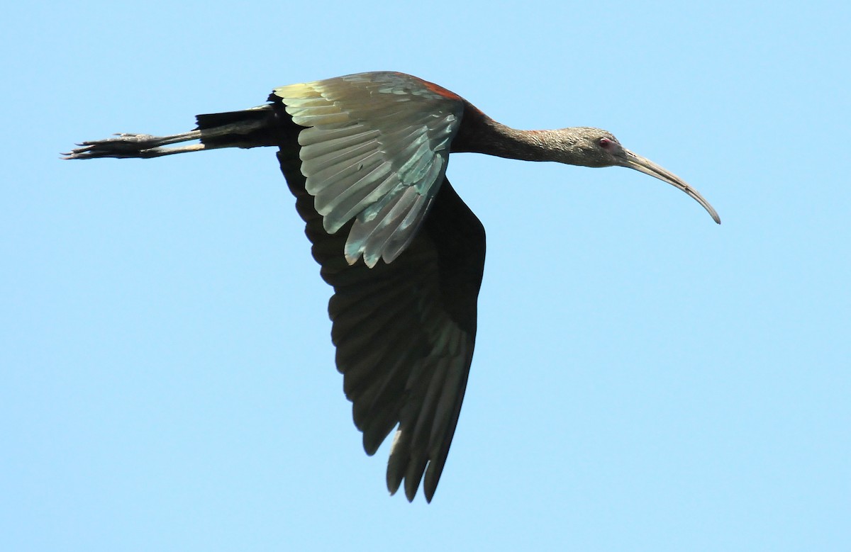 ibis americký - ML47241831
