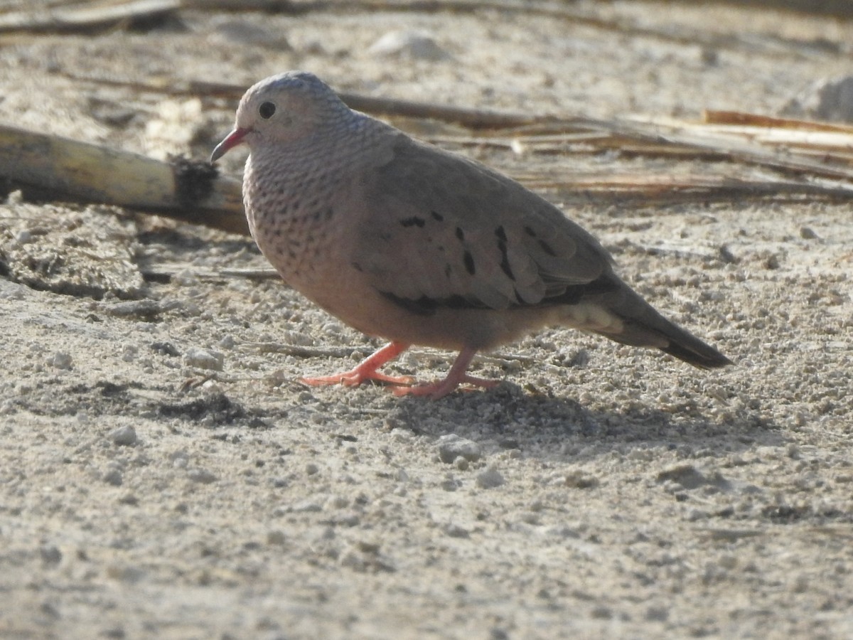 Common Ground Dove - ML472418691