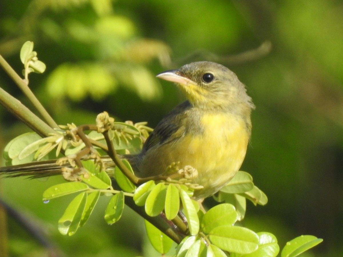 Gray-crowned Yellowthroat - ML472418741