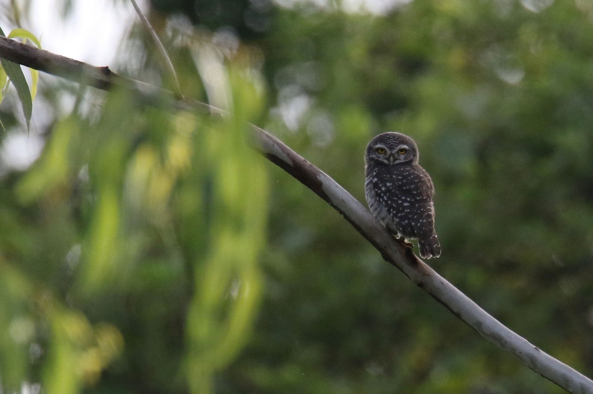 Spotted Owlet - ML472419231