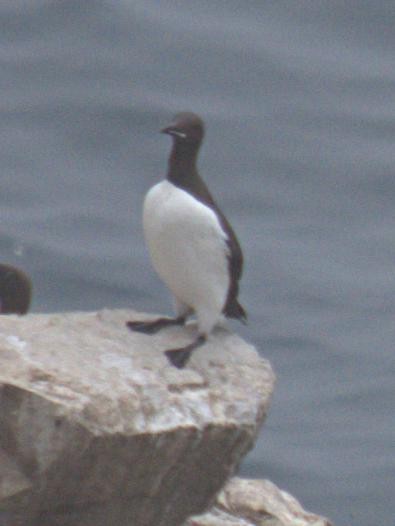Thick-billed Murre - ML472419541