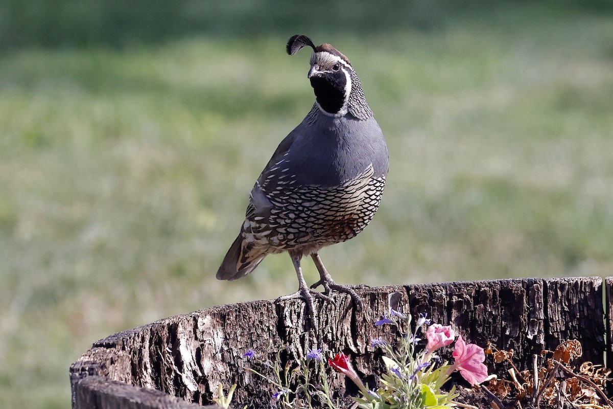 California Quail - ML472420521