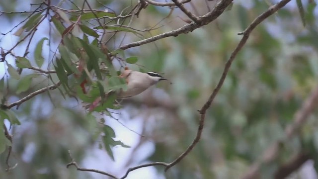 Black-chinned Honeyeater - ML472420801