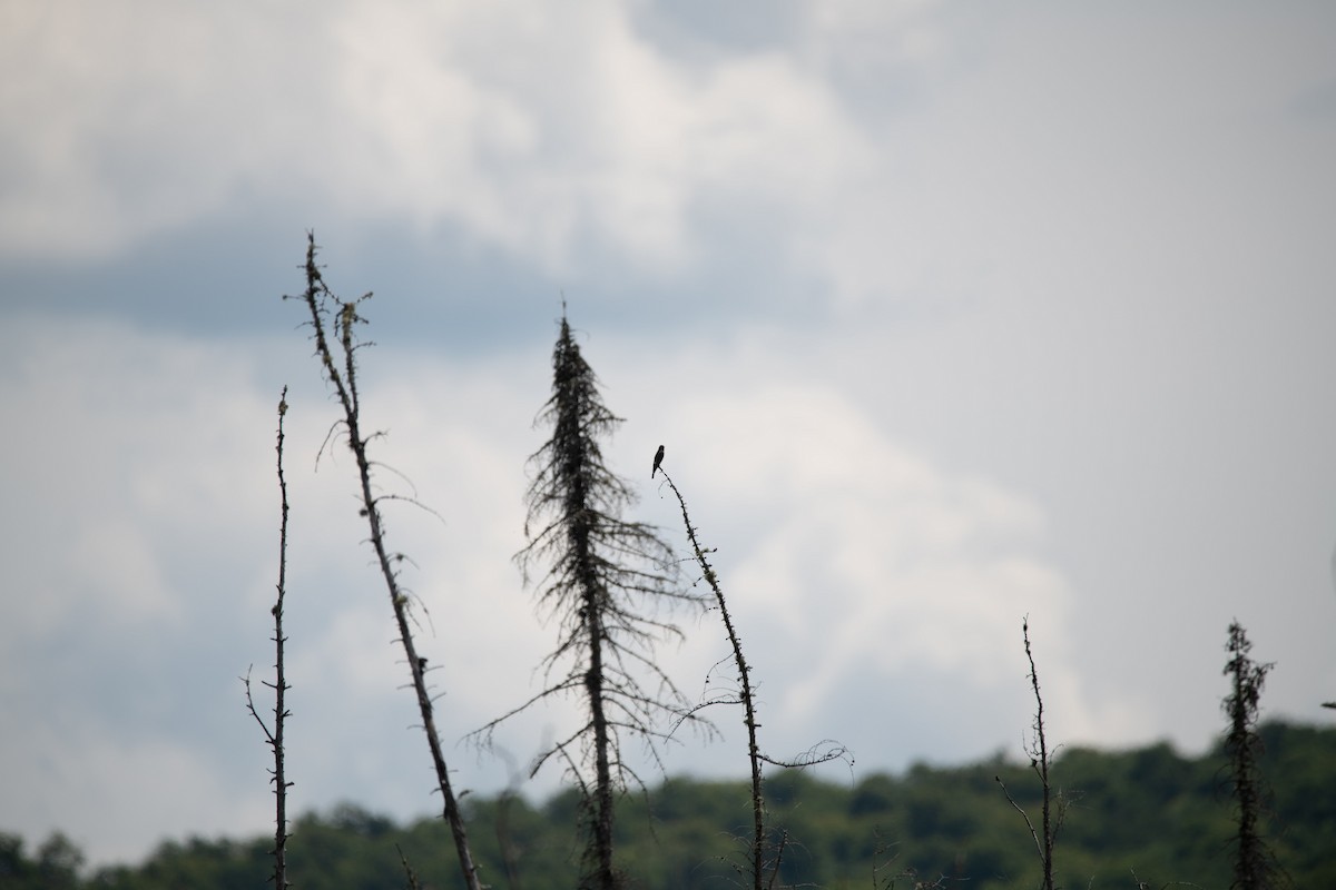 Olive-sided Flycatcher - ML472420821