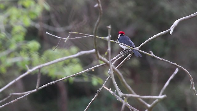 Masked Cardinal - ML472421