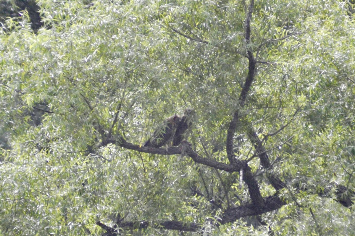 Great Horned Owl - ML472421931