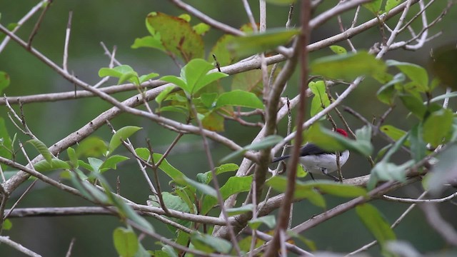 Masked Cardinal - ML472422