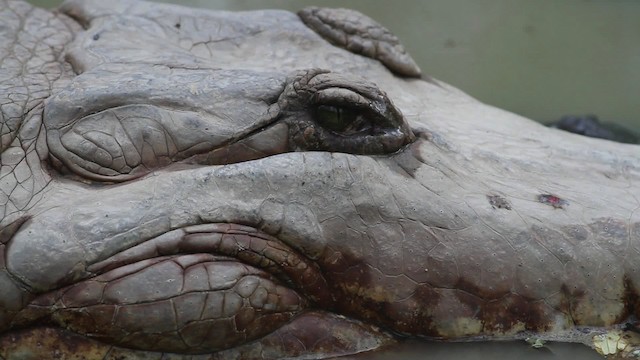 Orinoco crocodile - ML472423