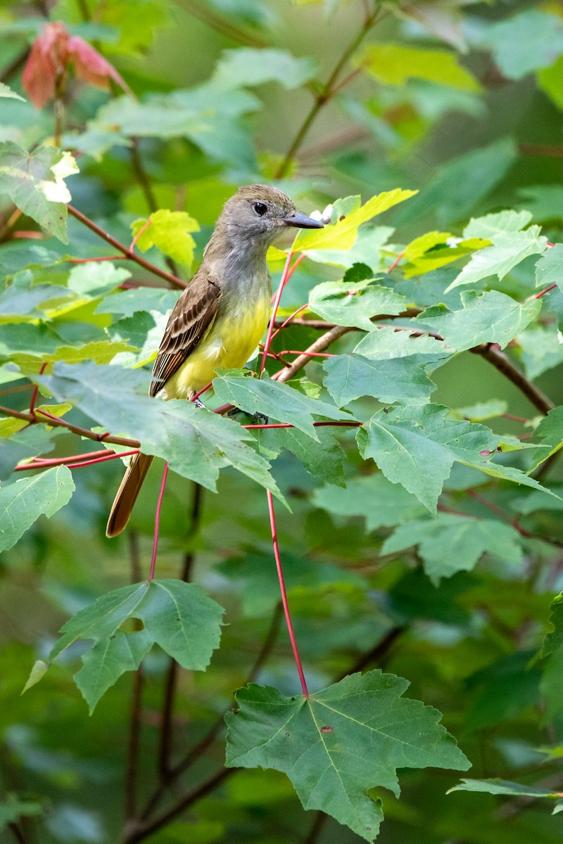 Great Crested Flycatcher - ML472423021