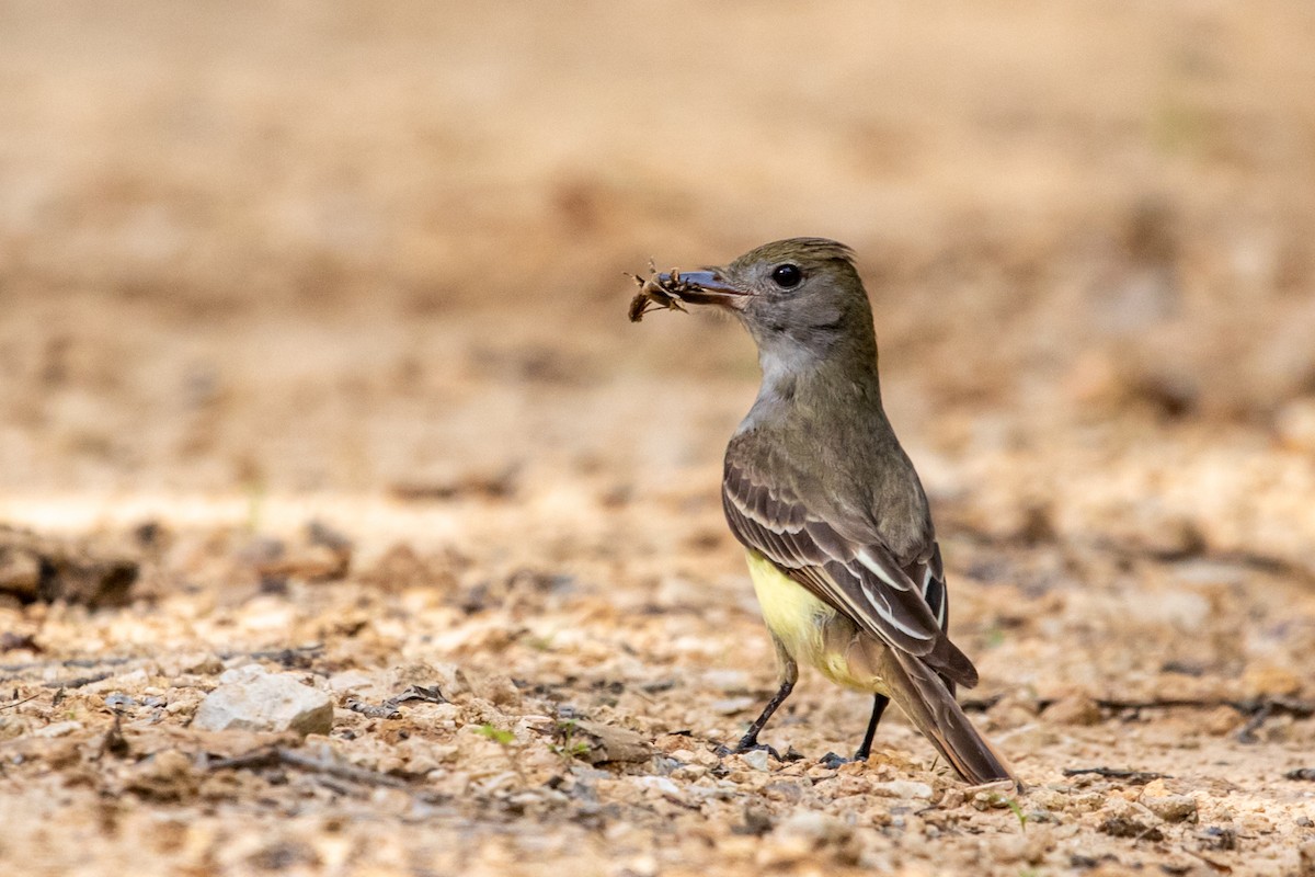 Great Crested Flycatcher - ML472423041