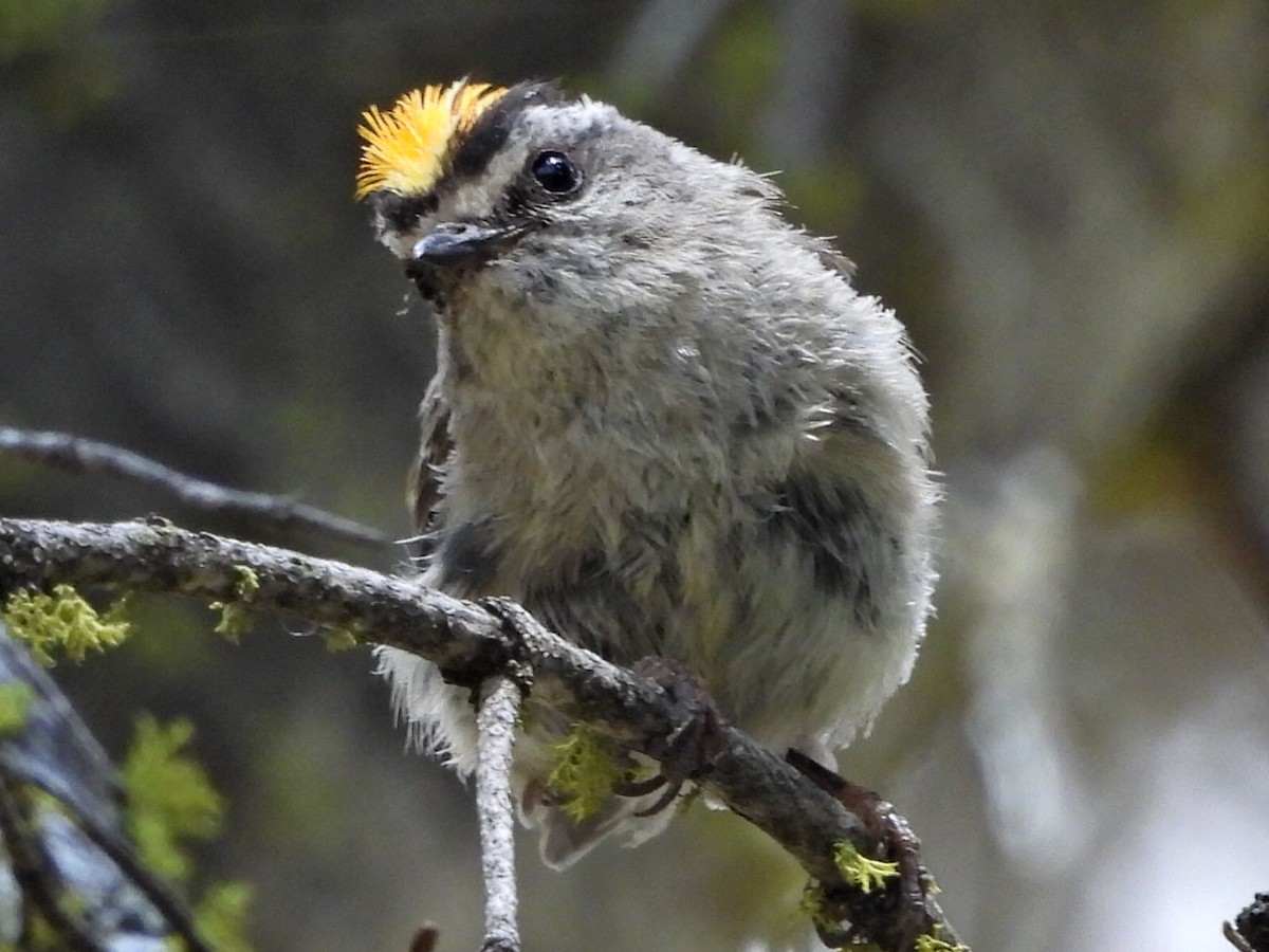 Roitelet à couronne dorée - ML472423101