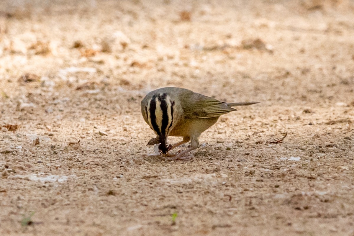 Worm-eating Warbler - ML472423131