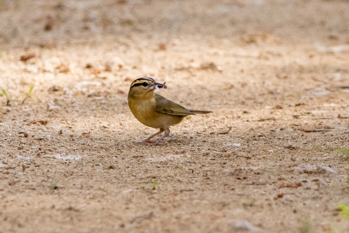 Worm-eating Warbler - ML472423141