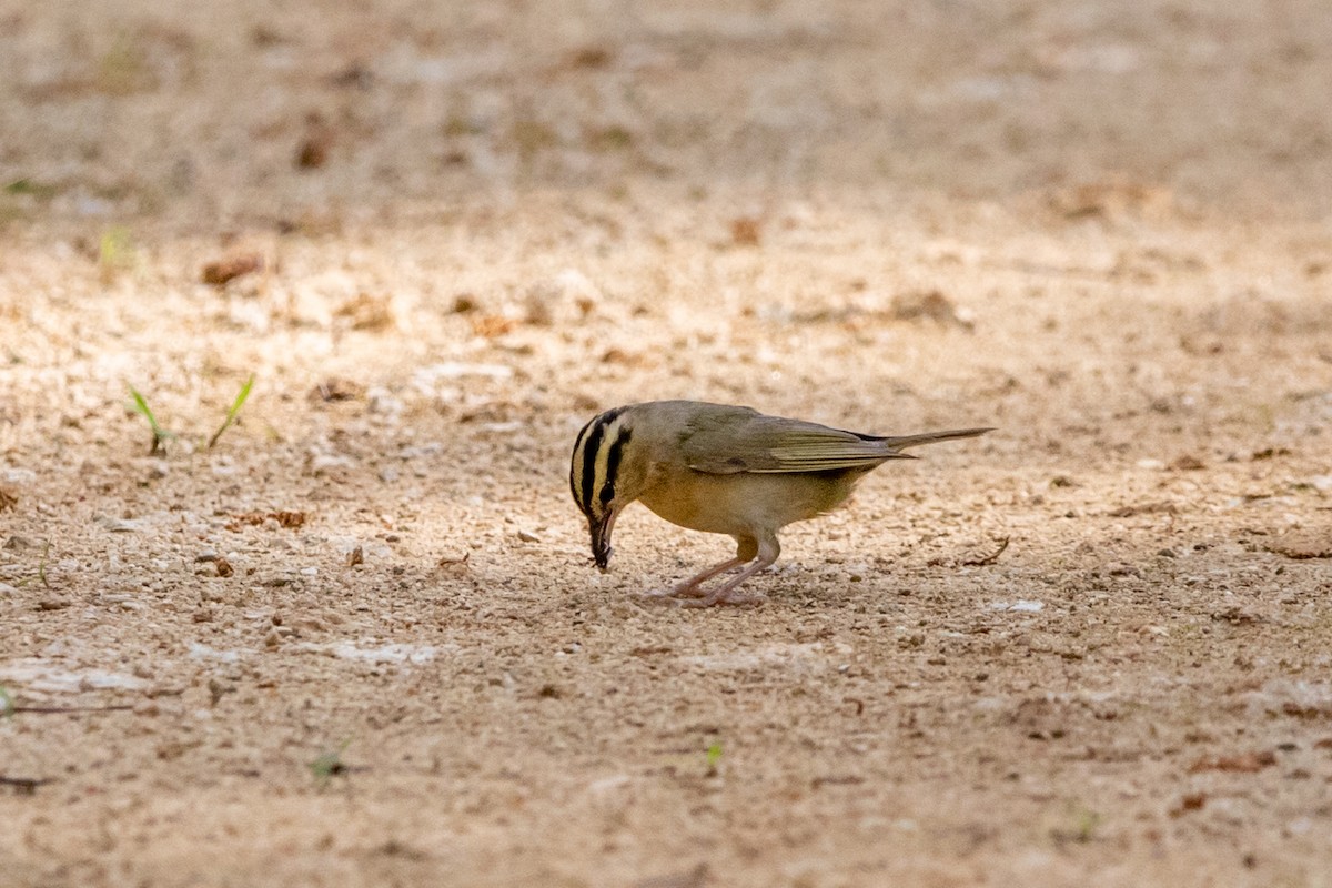 Worm-eating Warbler - Kim McManus