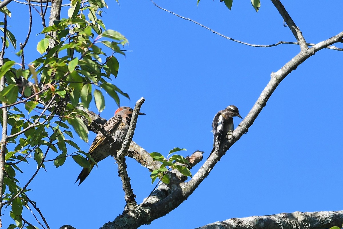 Northern Flicker - ML472423241