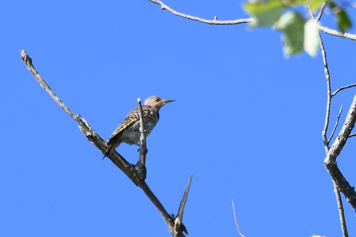 Northern Flicker - ML472423251