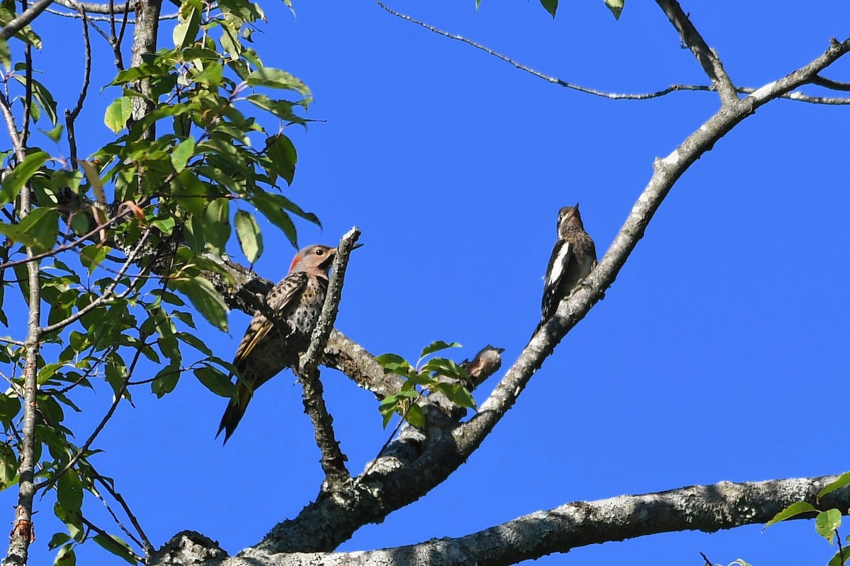 Northern Flicker - ML472423261