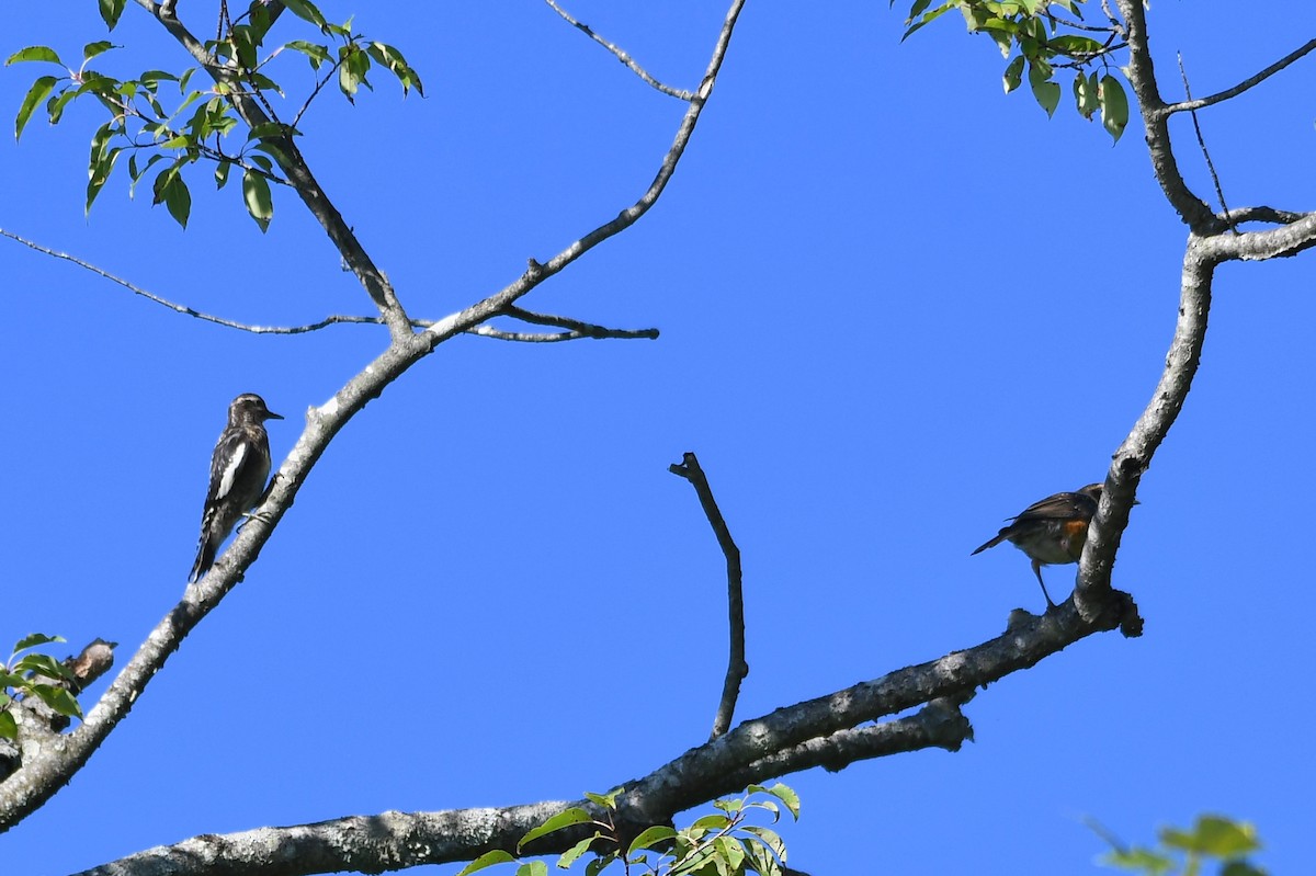Northern Flicker - ML472423271