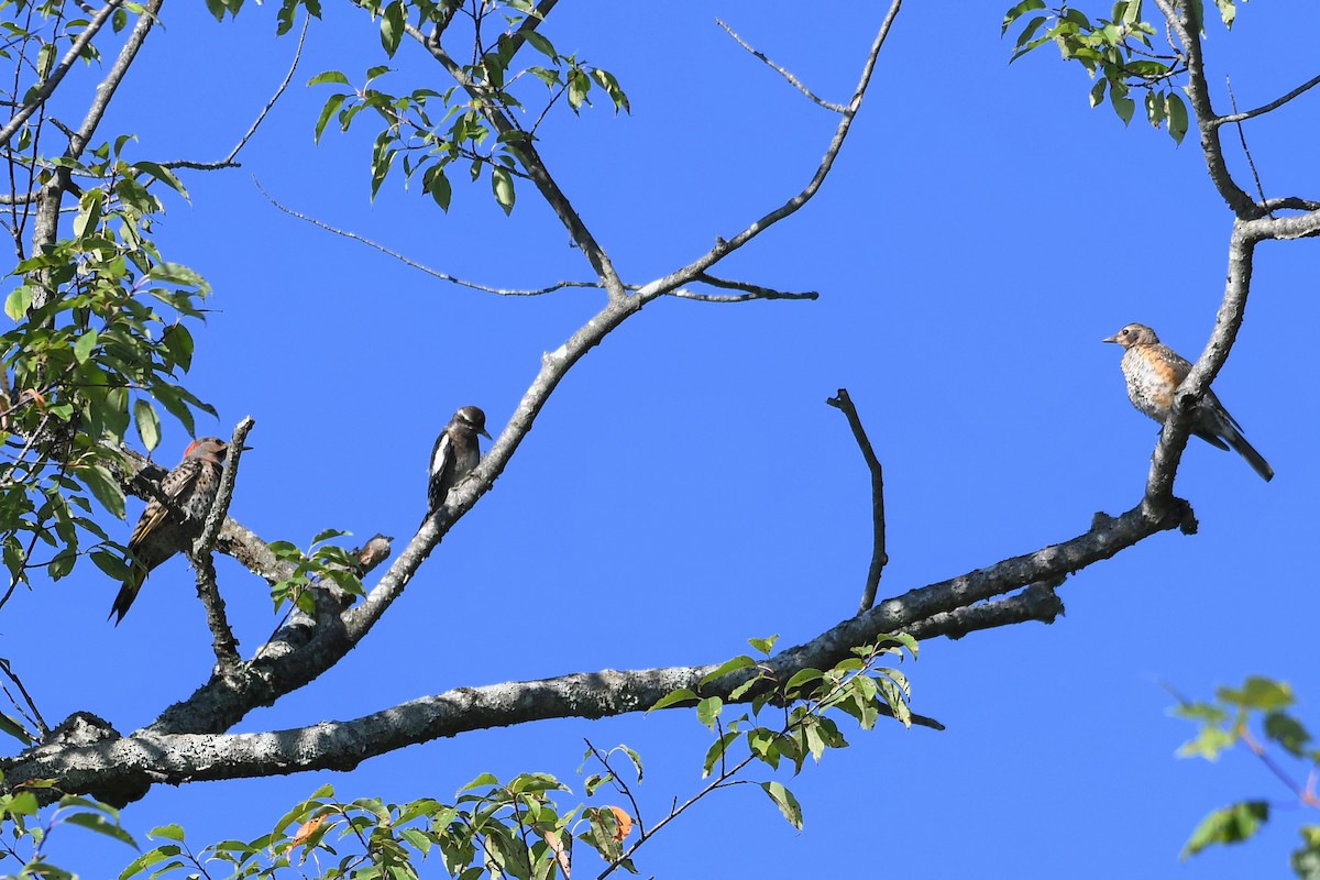 Northern Flicker - ML472423281