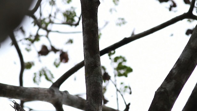 Lineated Woodpecker (Lineated) - ML472428