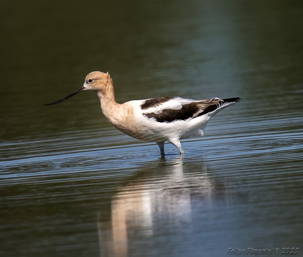 American Avocet - ML472428561