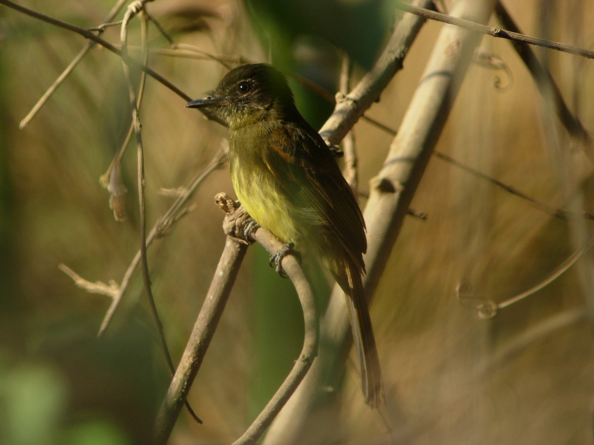 Dusky-tailed Flatbill - ML47242861