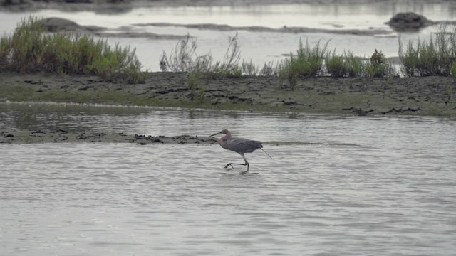 Reddish Egret - ML472428611