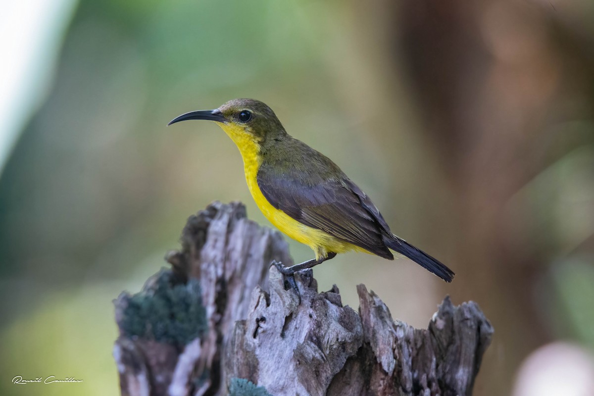 Garden Sunbird - Roneil Canillas