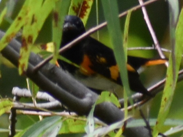 American Redstart - ML472429621
