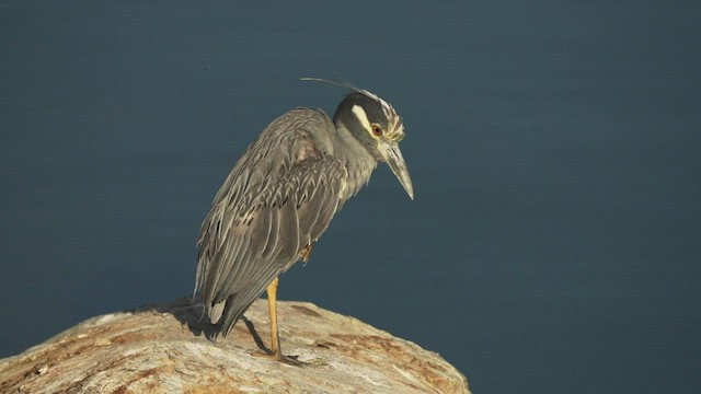 Yellow-crowned Night Heron - ML472430011