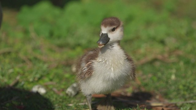 Egyptian Goose - ML472430041