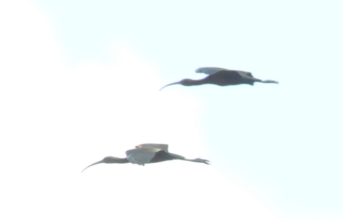 ibis americký - ML47243091