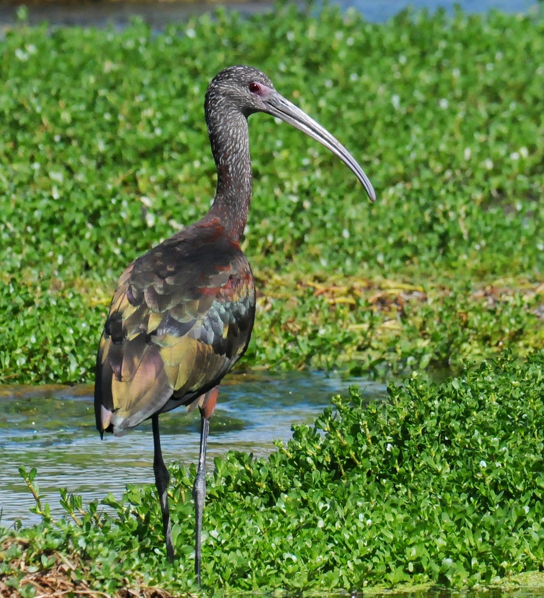 ibis americký - ML47243101