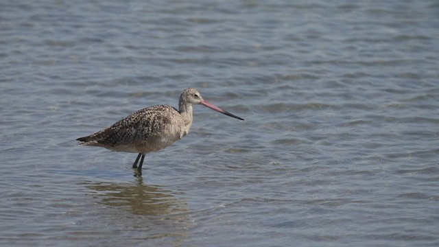 Marbled Godwit - ML472431111