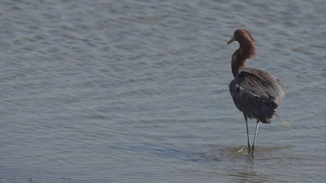 Reddish Egret - ML472431421